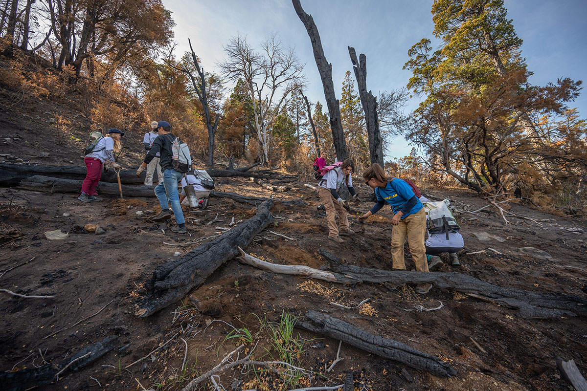 Navijet-Agents-REFORESTARG-6